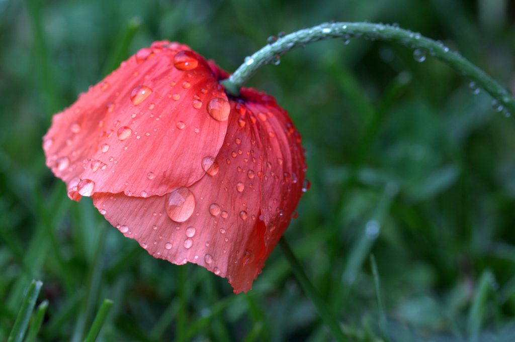Pak jouw verantwoordelijkheid op en geef jezelf wat jij nodig hebt om te bloeien. Net zoals deze klaproos verfrist door de regen. Klaar voor de zon om weer op te drogen en om te stralen. 